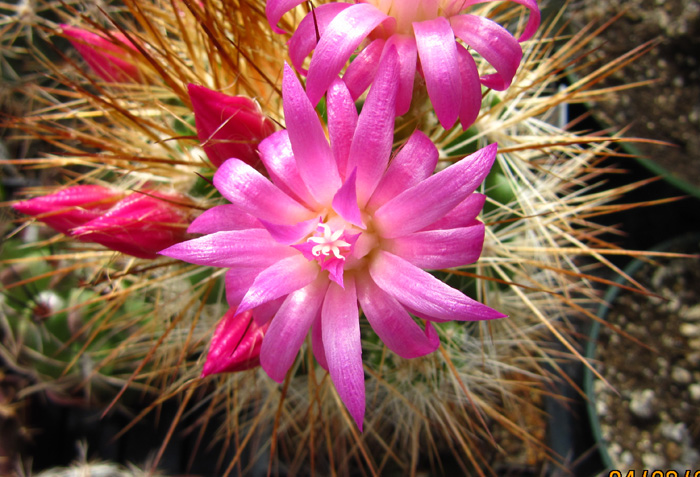 Eriosyce curvispina  var. mammillarioides